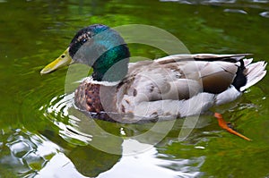 Male Mallard Swimming with Webbed Feet Showing photo