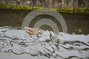 Male mallard swims with rain before a wall