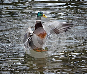 A male mallard vigorously flapping his wings and rising out of the Roanoke River on the Salem Greenway