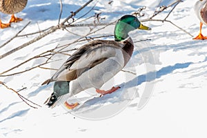 Male Mallard Walking on the Snow Under the Sun