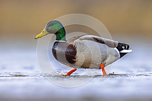 Male Mallard walking in water of wetland