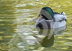 A male mallard on the water surface