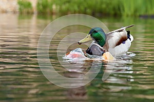 The male mallard or wild duck Anas platyrhynchos swims on the water and pokes the mouth of a koi carp in front of it