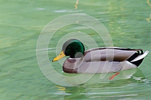 Male mallard wild duck with glossy green head, brown speckled pl