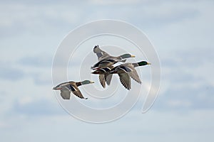 Male mallards, Anas platyrhynchos in flight