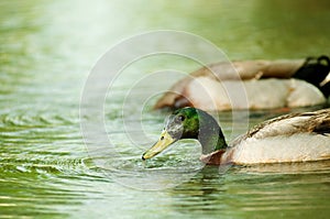 Male Mallards feeding on lake, bird, nature, animal