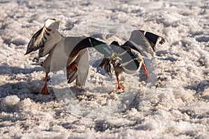 Male Mallards fighting in the snow