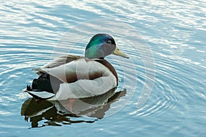 Male of mallards floating on the pond.
