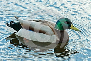 Male of mallards floating on the pond.