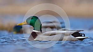 Male mallards floats on blue saturated water of small pool or pond in a sunny bright time with all colors in plumage