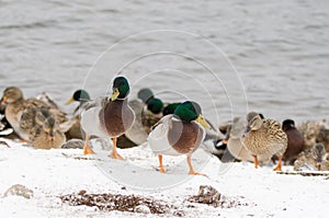 Male mallards in the snow