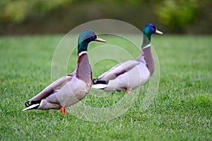 Male mallards standing on grass in a park