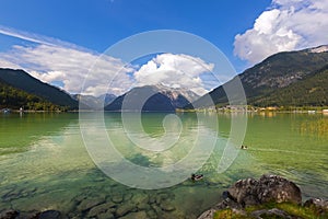 Male mallards swimming in Achensee lake in blue green shade of f