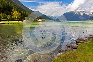 Male mallards swimming in Achensee lake in blue green shade of f