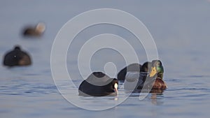 Male Mallards Wading With Coot
