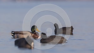 Male Mallards Wading With Coots