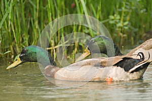 Male mallards, wild animal, nature, duck, bird