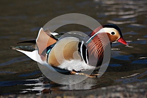 Male Mandarin Duck