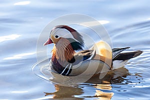 Male Mandarin Duck