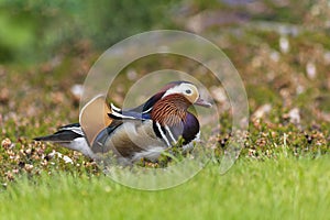 Male Mandarin duck