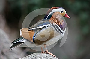 Male mandarin duck