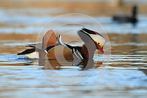 Male Mandarin Duck