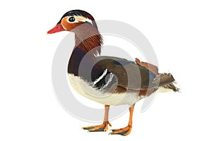 Male mandarin duck