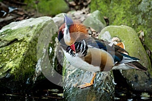 Male of mandarin duck