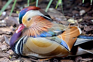 Male Mandarin Duck, Aix Galericulata