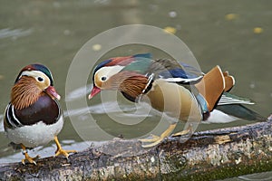 Male Mandarin Duck [Aix galericulata]