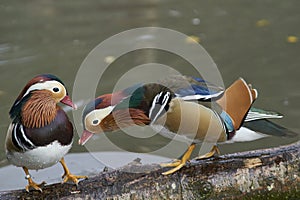 Male Mandarin Duck [Aix galericulata]