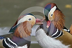 Male Mandarin Duck [Aix galericulata]