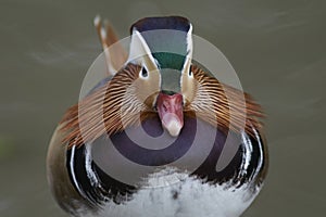 Male Mandarin Duck [Aix galericulata]