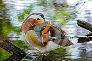 Male Mandarin Duck (Aix galericulata) at National Botanic Park, Dublin, Ireland