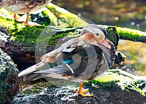 Male Mandarin Duck (Aix galericulata) at National Botanic Park, Dublin, Ireland