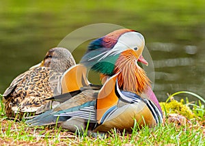 Male Mandarin Duck (Aix galericulata) at National Botanic Park, Dublin, Ireland