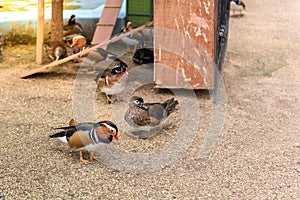 Male mandarin duck (Aix galericulata)