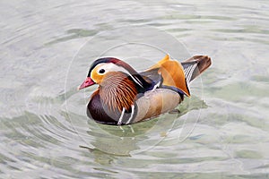 male mandarin duck (Aix galericulata) swimming in a lake