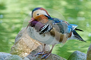 Male mandarin duck