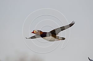 Male mandarin duck in flight
