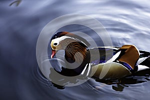 A male Mandarin Duck on a lake