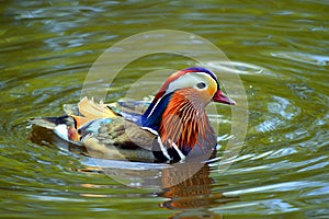 Male mandarin duck