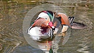 A male Mandarin duck preens his feathers in a pond.