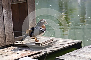 Male mandarin duck relaxing on wooden pier on dirty lake in sunlight