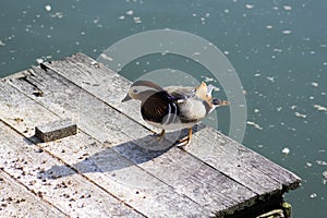 Male mandarin duck relaxing on wooden pier on dirty lake in sunlight