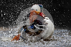 Male mandarin duck splahing in the water