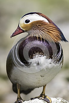 Male mandarin duck with striking plumage