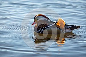 Male mandarin duck swimming in blue water