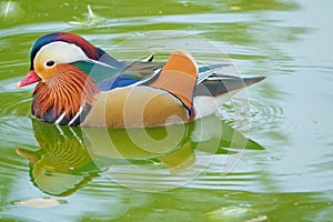 Male mandarin duck