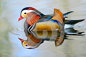 Male mandarin duck on the water